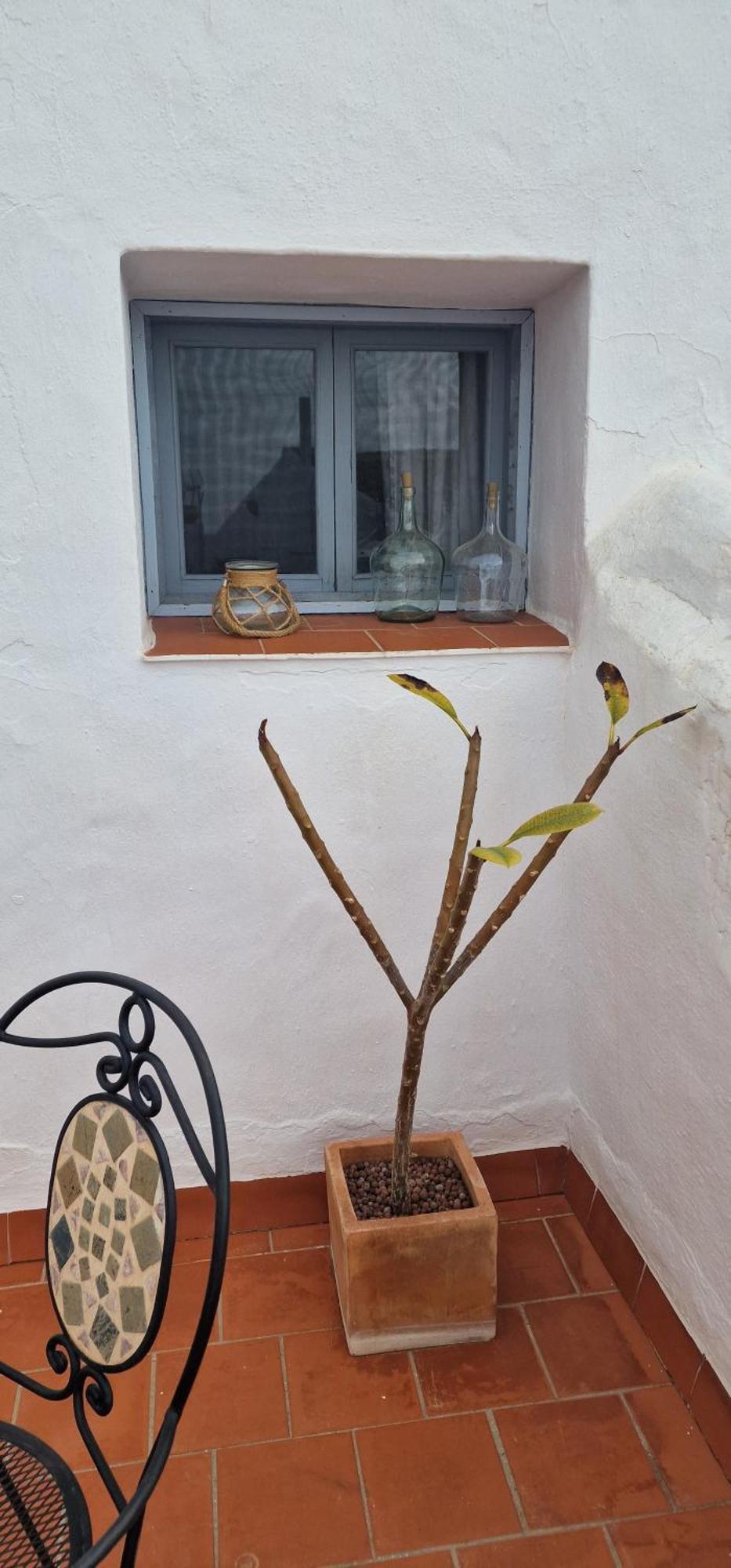 La Casa De Abuela Habitaciones Con Bano Compartido En El Casco Historico De Frigiliana "Solo Adultos" Exterior foto